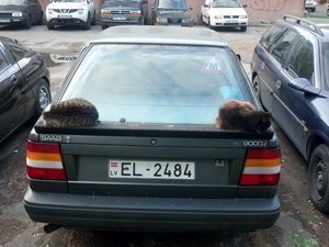 Saab cats.jpg